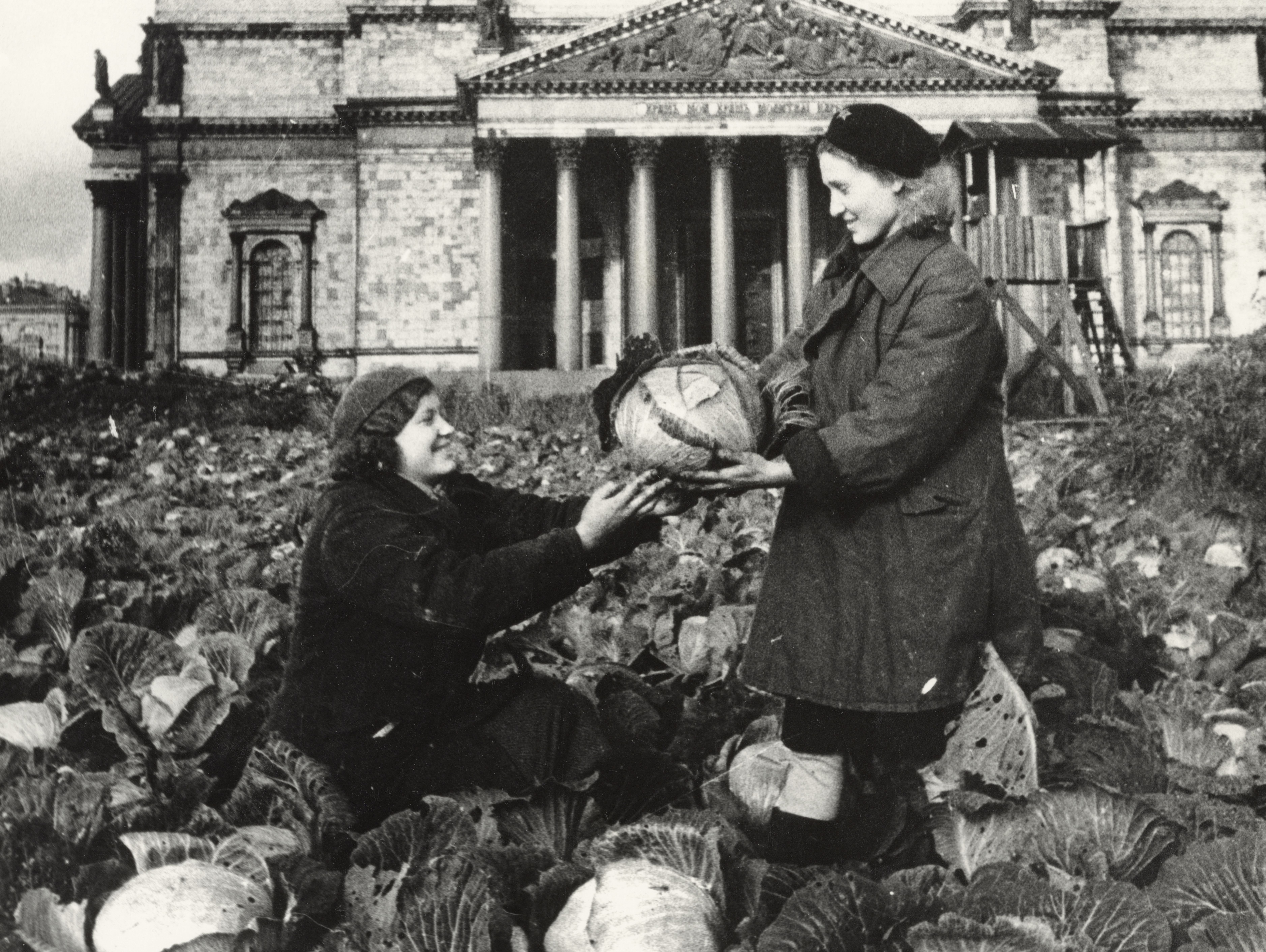 Cabbage harvest outside St. Isaac's Cathedral, 1942