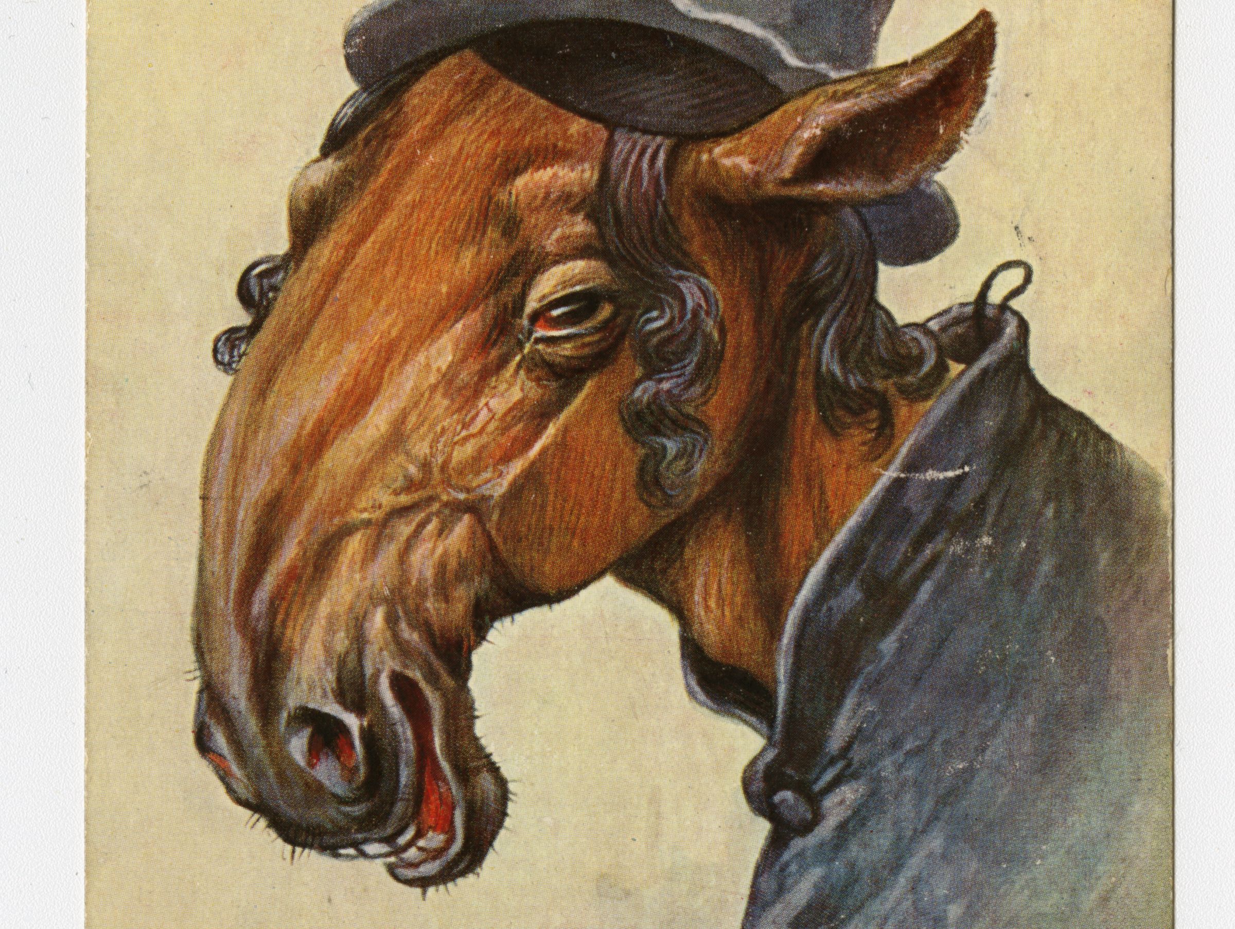 Horse with payot, ca. 1912